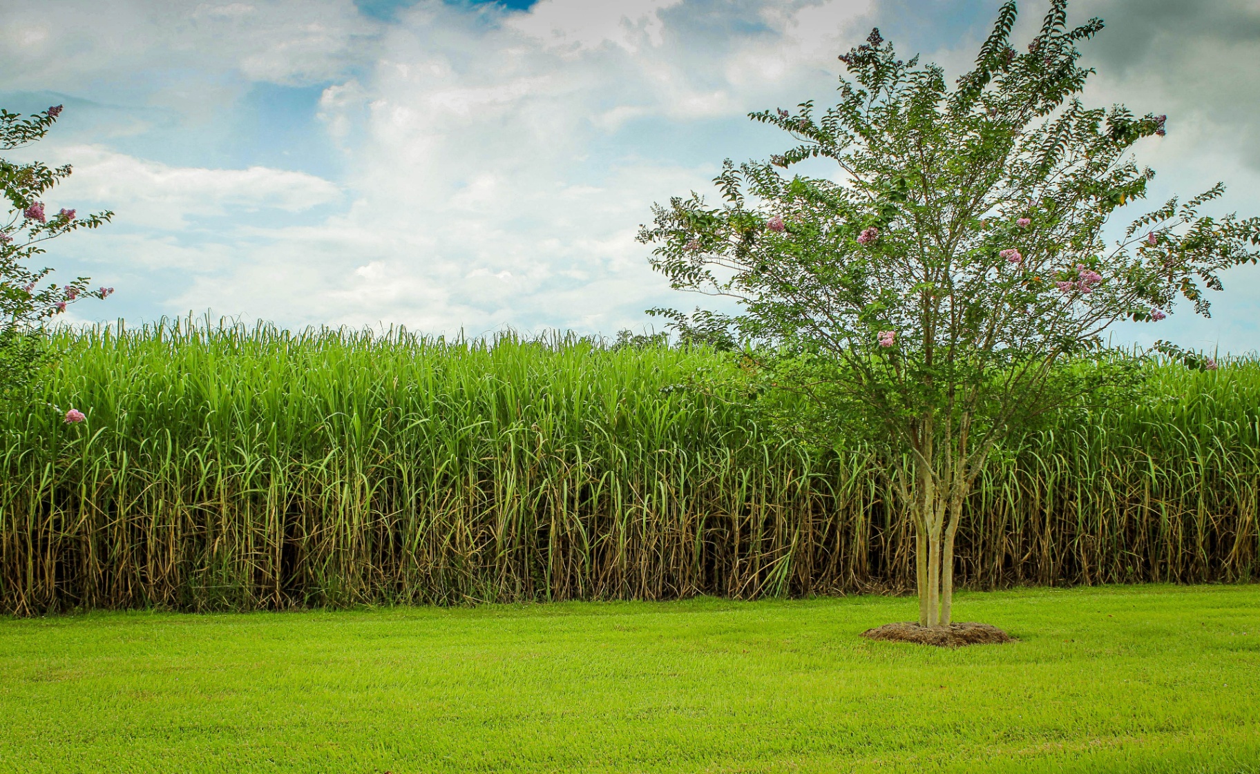 Aerial view of Brazilian sugarcane fields illustrating the crude oil and sugar market correlation through ethanol production