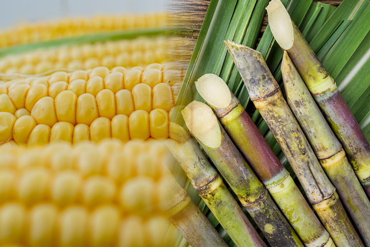 Split view of Brazilian sugarcane fields and US corn fields representing ethanol production differences
