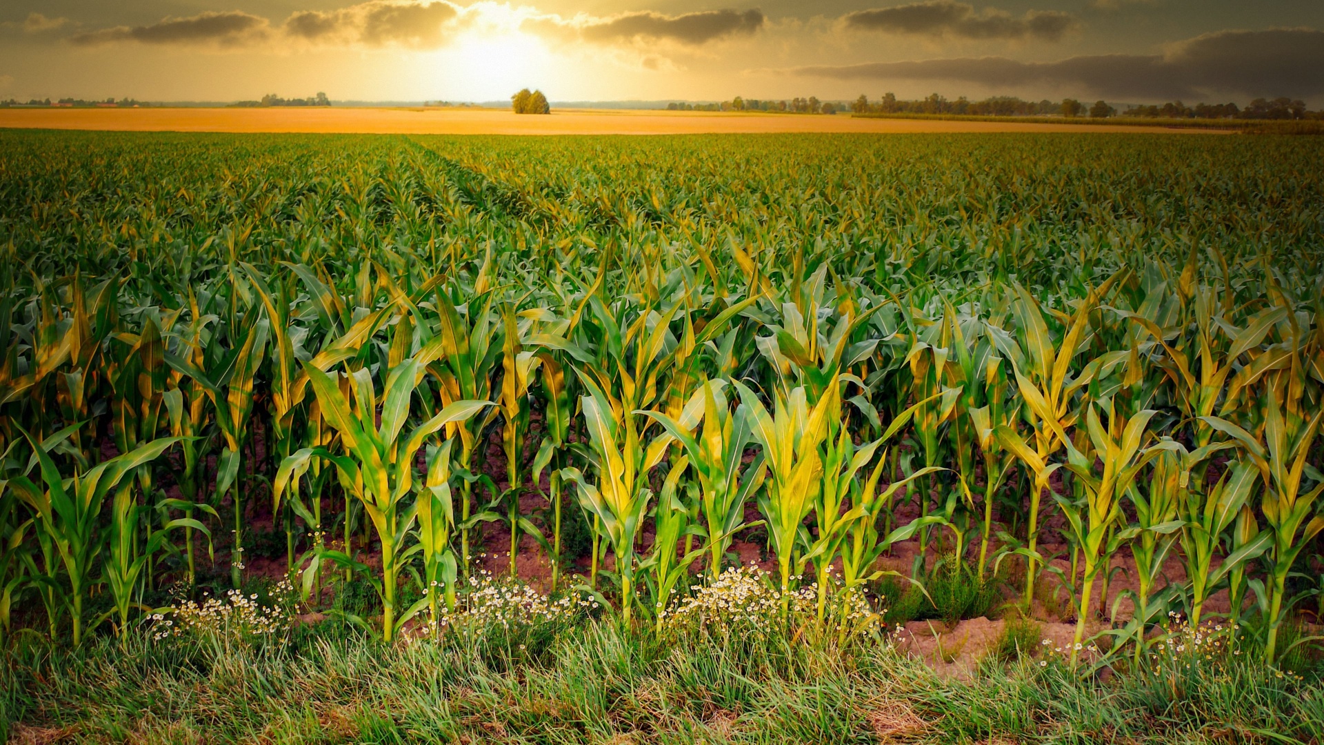 Global corn production at sunset Sunset over a vast green corn field representing global corn production and 2026/27 supply outlook