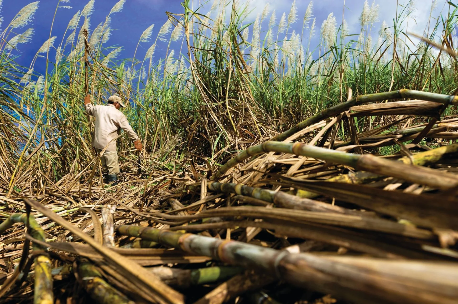 Sugarcane field with worker walking among tall cane stalks under a bright blue sky, illustrating global sugar production