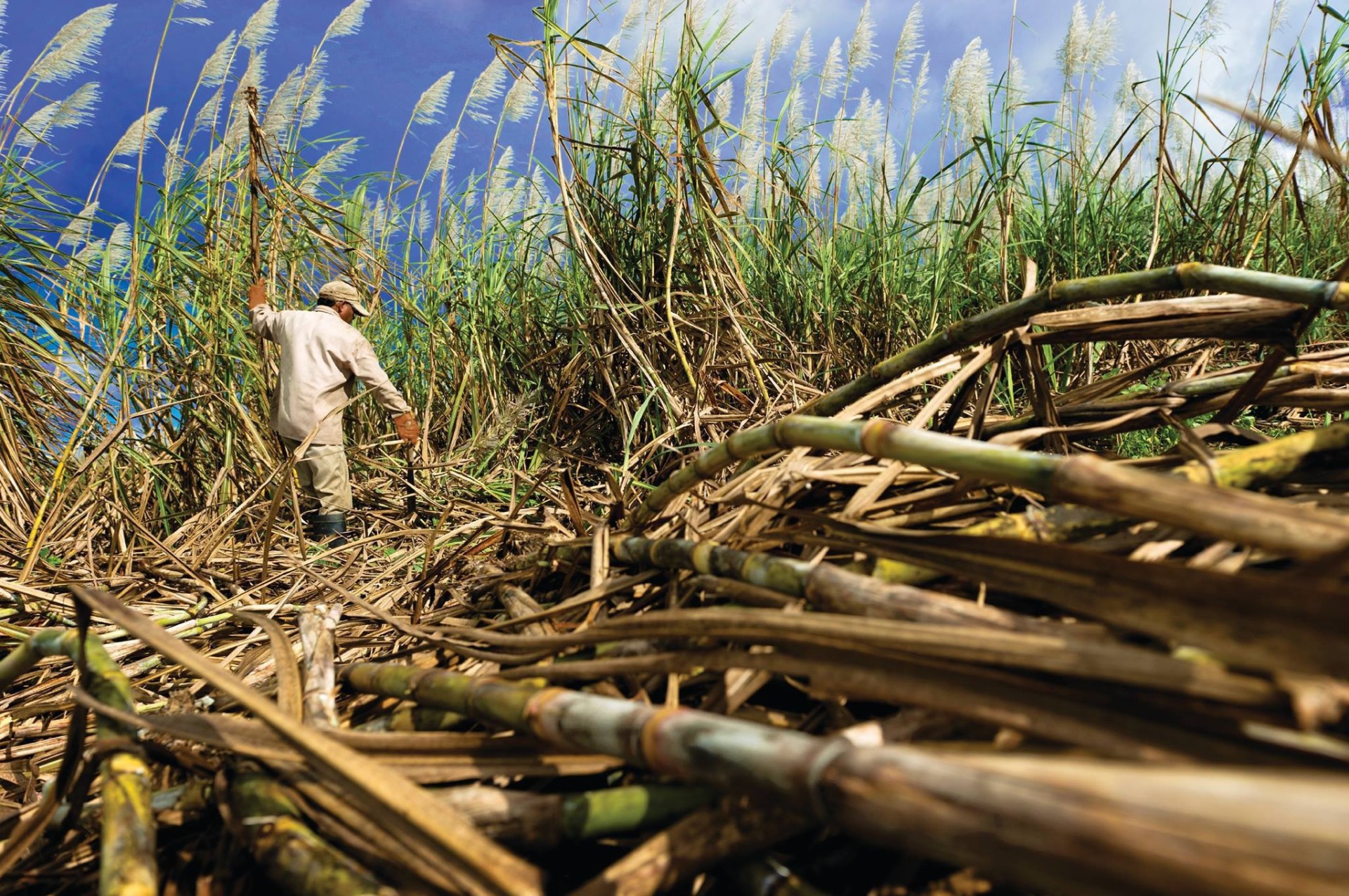 Global sugar production 2026/27 Sugarcane field with worker walking among tall cane stalks under a bright blue sky, illustrating global sugar production