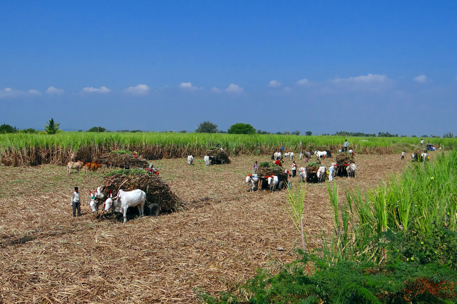 Sugar Export Policy in India