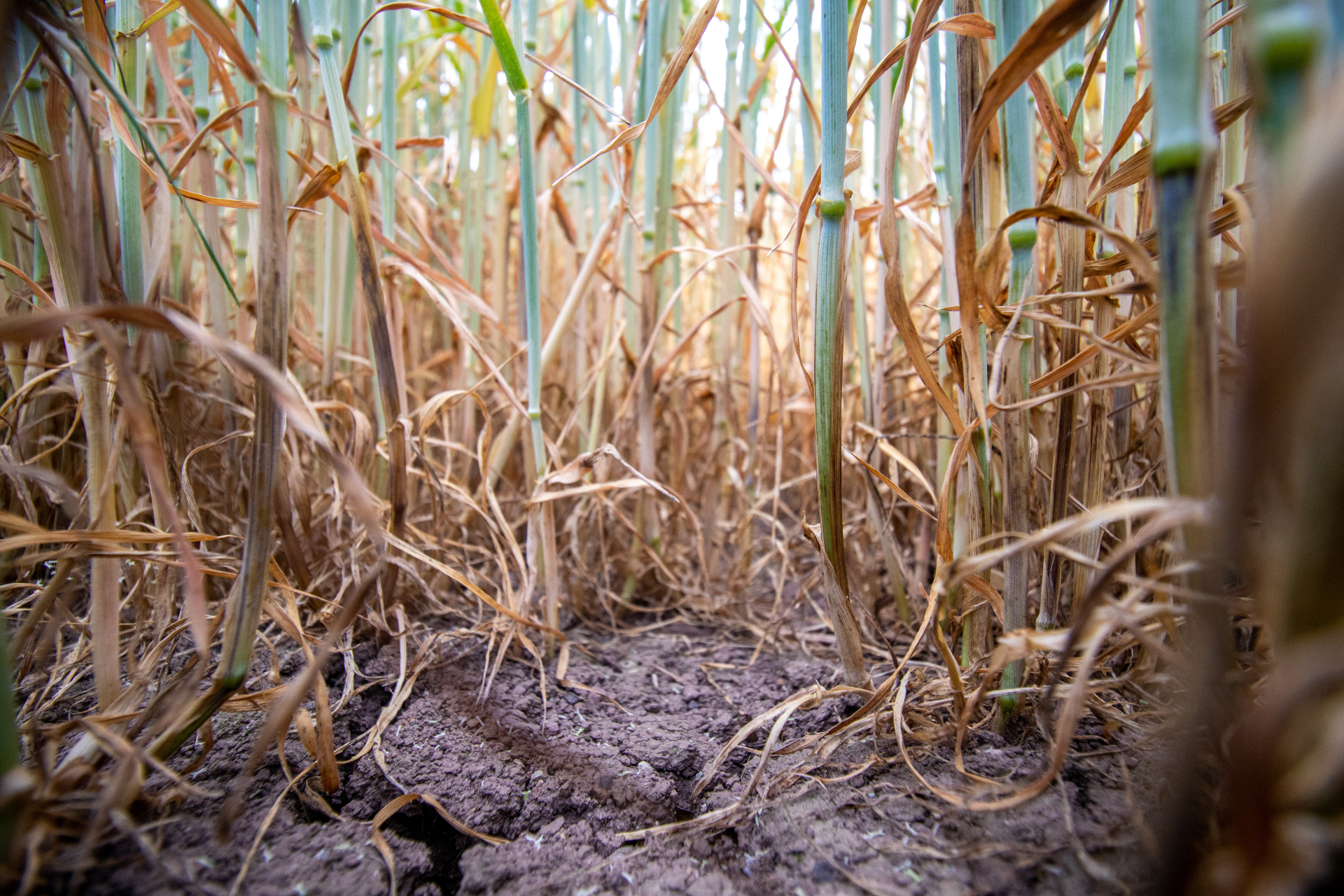 El Niño unpredictable impact on agriculture